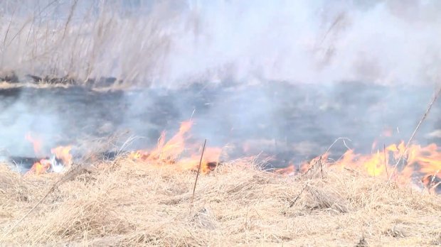 Чому не можна спалювати стерню: непоправні наслідки для природи і здоровя людини