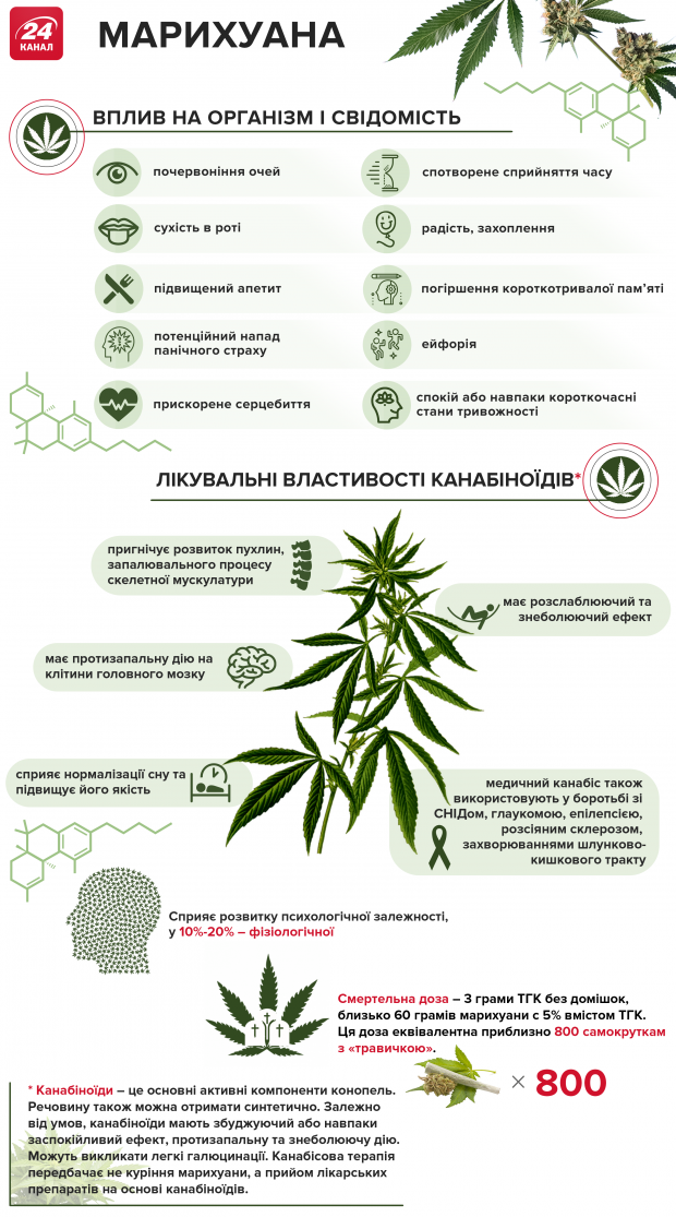 Марихуана: вплив на організм та лікувальні властивості в інфографіці