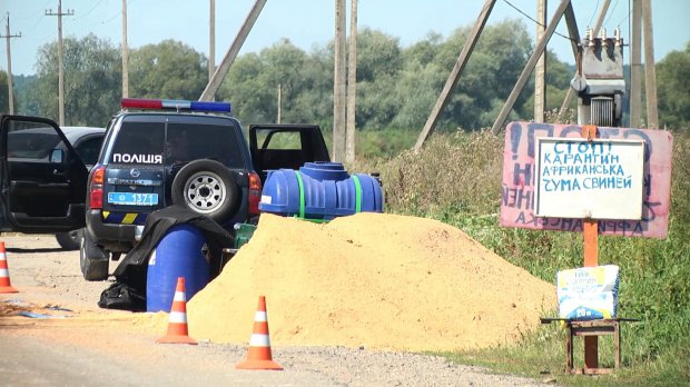 На Львівщині спалахнула африканська чума: що відомо