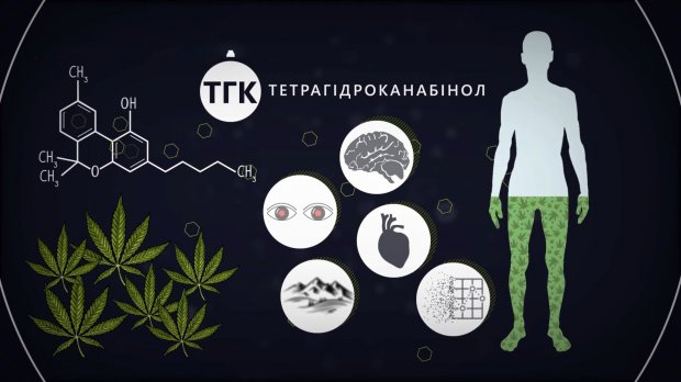 Нюхати, курити чи лікуватись: як конопля впливає на організм людини і чи варто її легалізувати