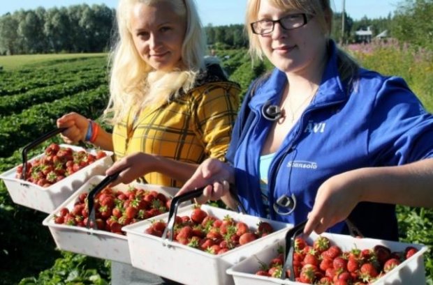 Робота українців за кордоном: скільки вони заробляють та чому не повертаються додому