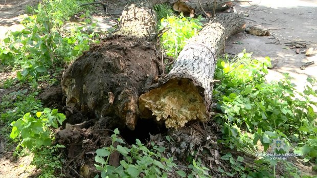 У Черкасах на групу школярів впало дерево: є постраждалі