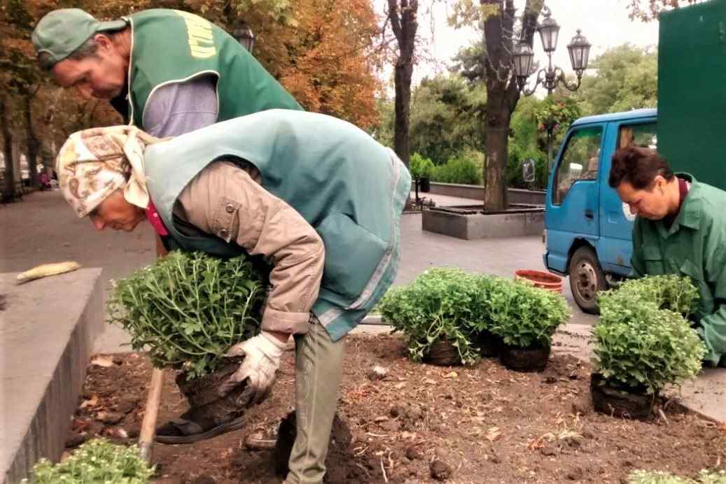 В Одессе начали высаживать осенние цветы