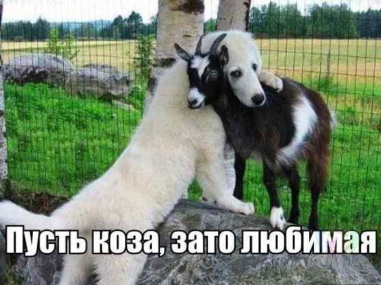Заступилась за козу: в Балте женщину оштрафовали за мат
