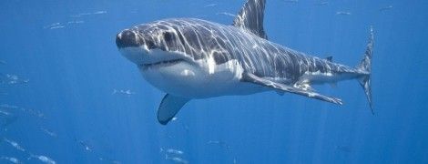 Американка замаскувалася під кущ заради гарних фото з освідчення своїй сестрі