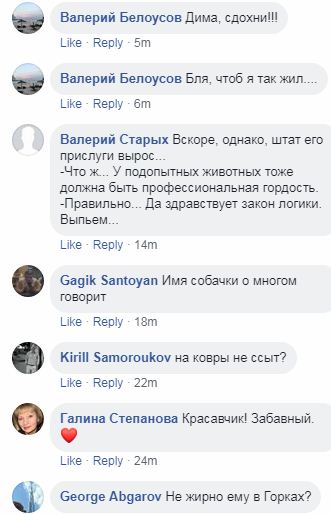 «Лес горит, Москва протестует, а ты с собачкой играешь»: Медведев разозлил сеть видео из своей резиденции