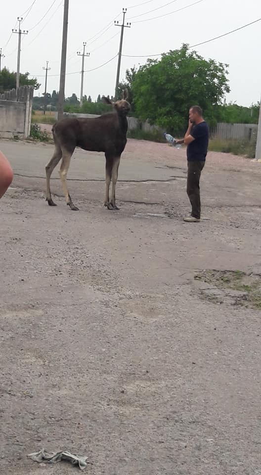Под Киевом лось потерялся по дороге на водопой, вышел к людям и не прогадал