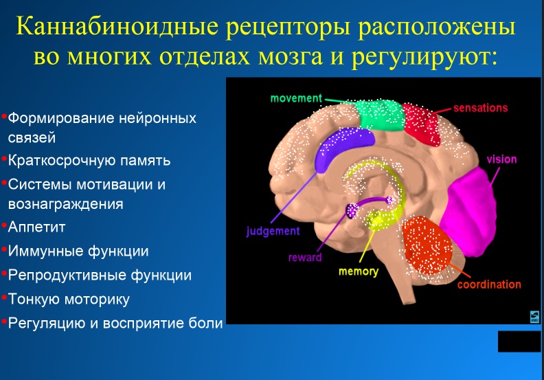 Такая разная марихуана. О многообещающих препаратах из каннабиса — профессор Калифорнийского университета