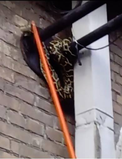 В центре Киева обнаружили двухметрового питона на фонарной опоре (фото, видео)