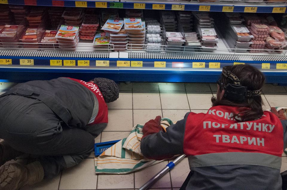 В киевский магазин вызвали зооспасателей для кота, который поселился за холодильником с мясом