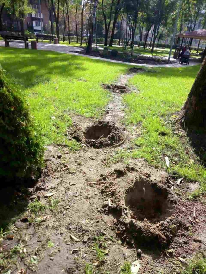 В киевском парке украли недавно высаженные деревья, - Киевзеленстрой
