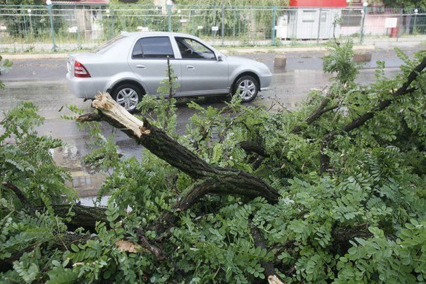 В Луганске ураган повалил деревья и оборвал провода (обновлено)