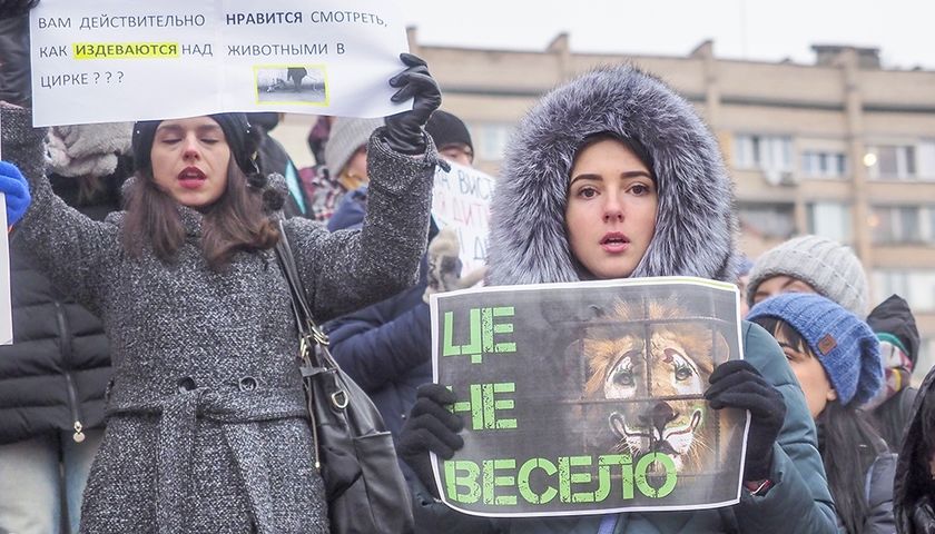 Веселье, основанное на пытках: Почему весь мир отказывается от цирковых представлений с участием животных