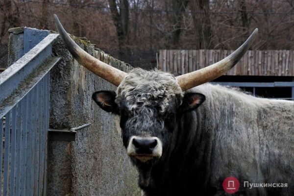 Як допомогти Одеському зоопарку під час війни Як допомогти Одеському зоопарку під час війни