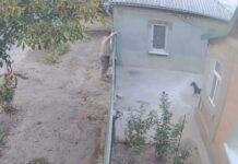 В Одесской области мужчина открыл стрельбу по собакам и угрожал оружием детям