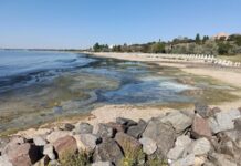 Почернение моря в Одесском районе: что обнаружили экологи