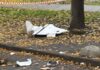 Обломки БпЛА посреди улиц: последствия дневной атаки на Одессу и Одесчину