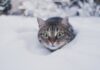 До -7 °С и первый снег: какая погода будет в Одессе на следующей неделе