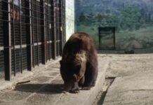 Весна официально пришла: в Одесском зоопарке проснулась медведица Поляна